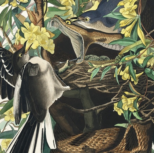 Mockingbirds, John James Audubon, Birds of America (1827–1839)